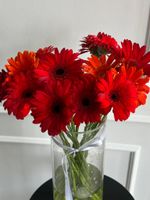 Гербера в красном оттенке от 1 шт