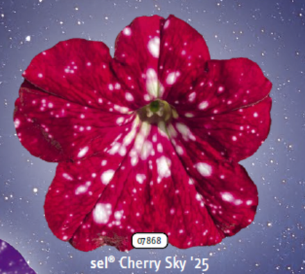 ЕВРО Петуния sky family Cherry sky укорененный черенок ОКС начало декабря