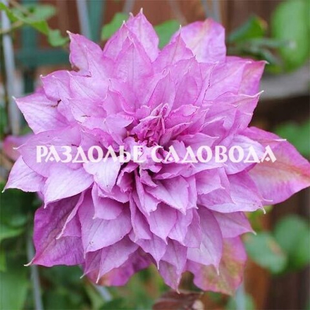 Клематис Протеус