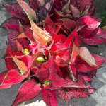 Аглаонема MAGENTA