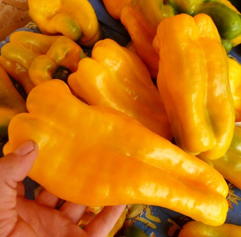 Гигантский Сладкий Перец Жёлтый Монстр — Yellow Monster Pepper