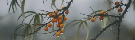 Декор Тракай 7 глянцевый (OS\A119\9016)