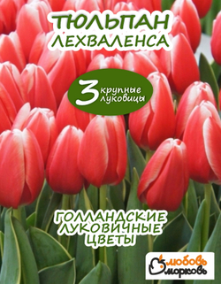 Тюльпан Луковица, Лех Валенса, 3 шт крупные