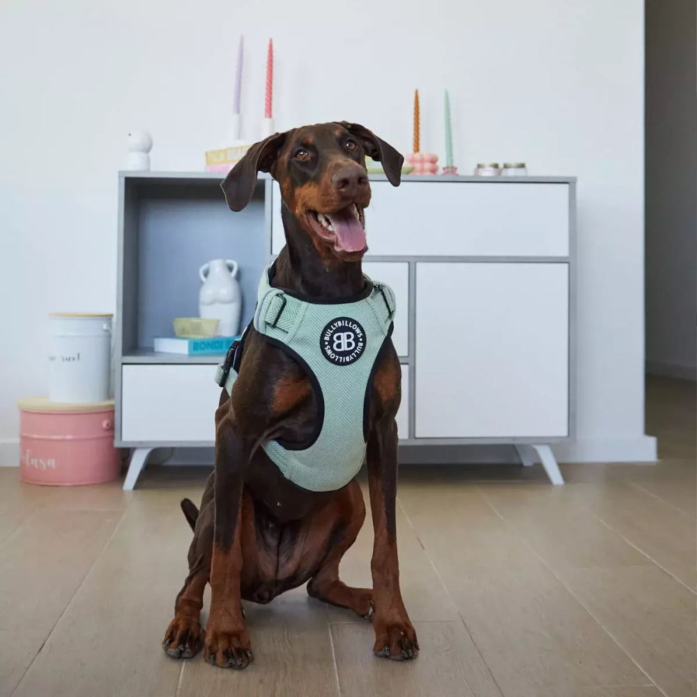 Шлейка Premium Dog Harness v2.0 TWEED BullyBillows