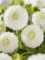 Георгин помпонный Петраc Веддинг