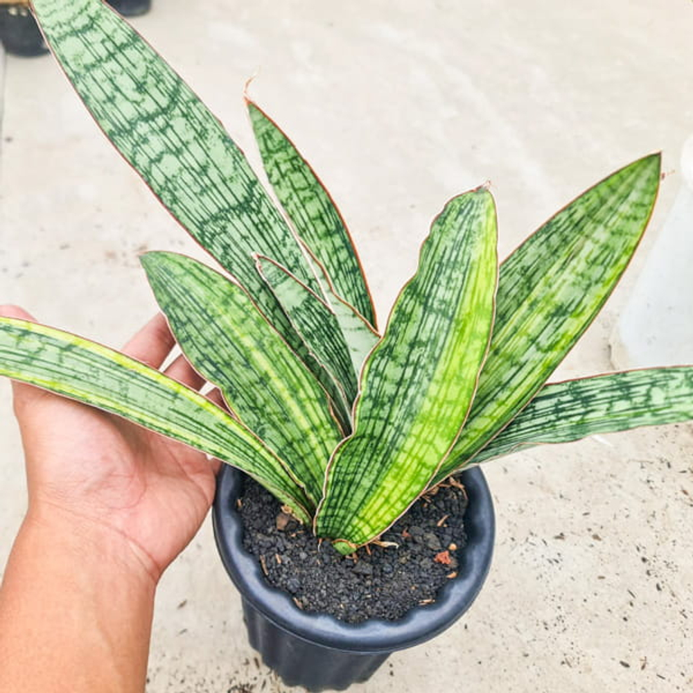 Сансевиерия CLEOPATRA VAR