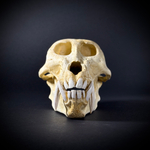 Череп бабуина из пластика