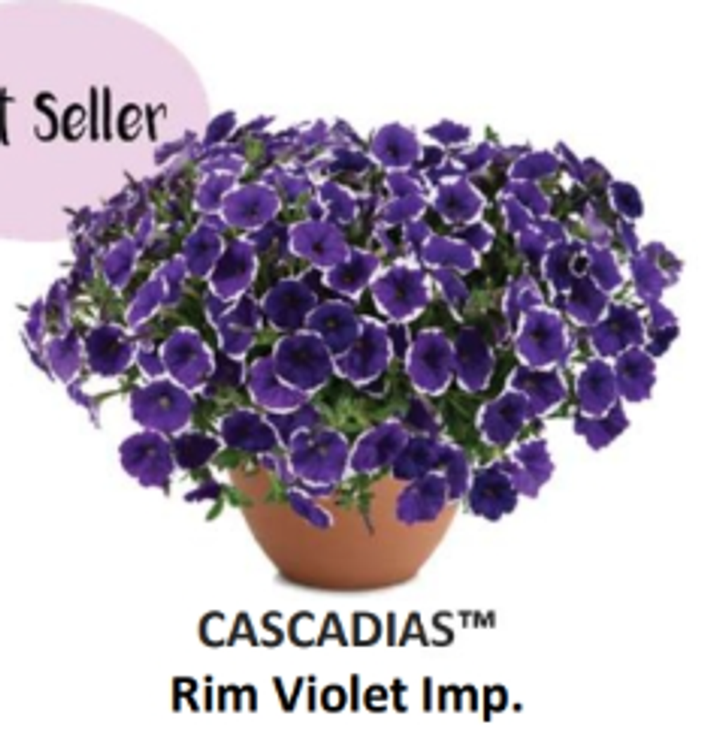 ЕВРО Петуния CASCADIAS Rim Violet Imp. ЕВРО укорененный черенок СЕРЕДИНА НОЯБРЯ поставка 1