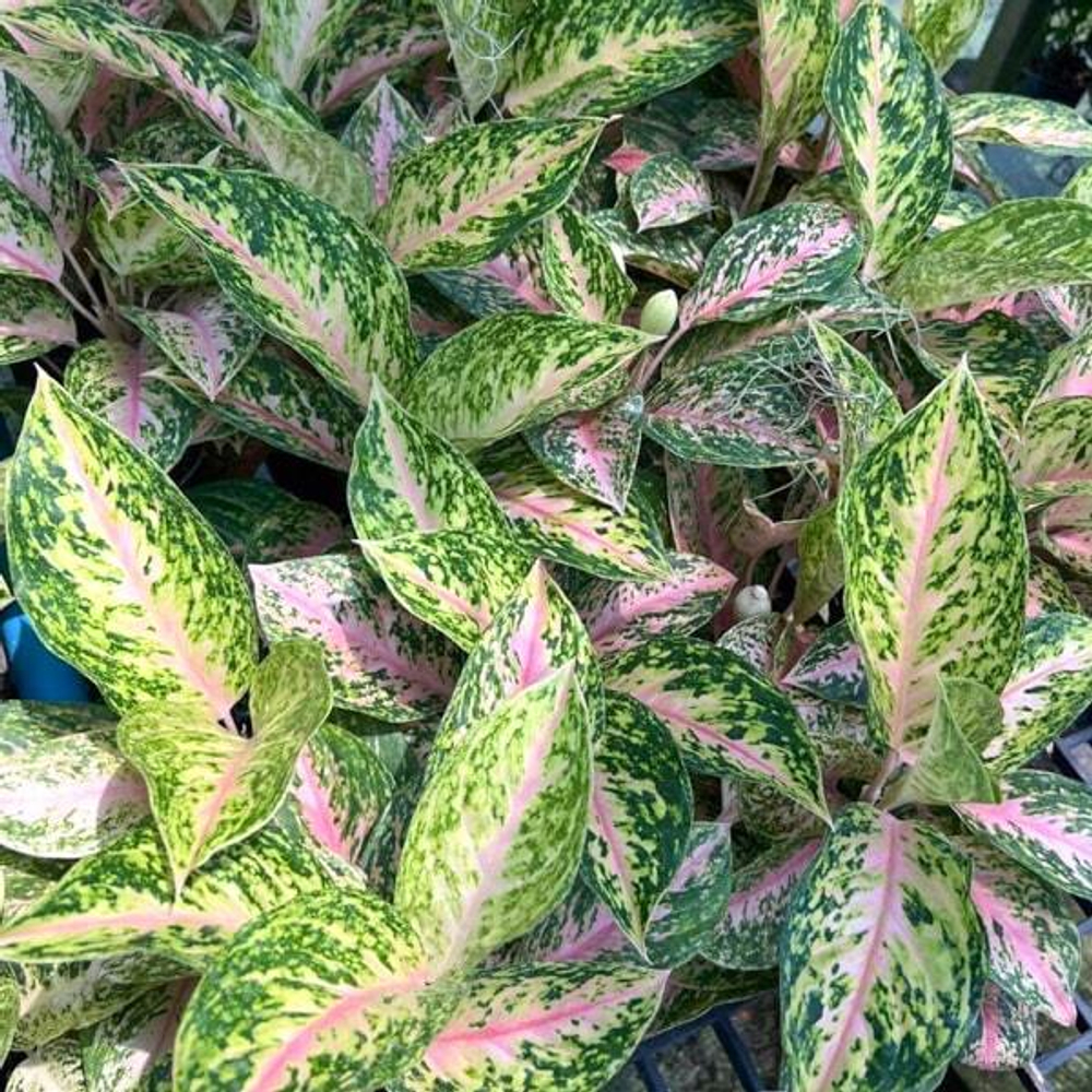 Аглаонема SAMPAO THONG