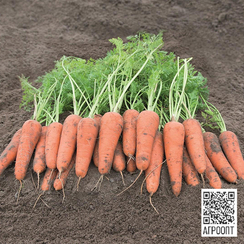 Канберра F1 семена моркови курода/шантане (Bejo / Бейо)