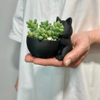 Кот Мару