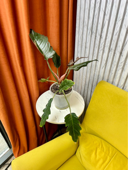 Филодендрон Плуто, D15см Н45см, 1шт, Urban Jungle (2090)
