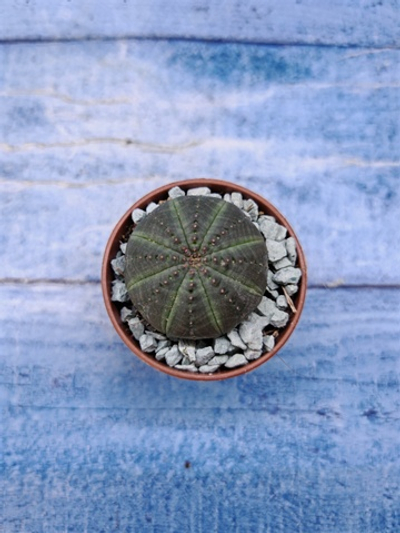 Euphorbia Obesa (Эуфорбия)