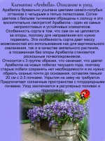 Клематис Арабелла сине голубой обильноцветущий
