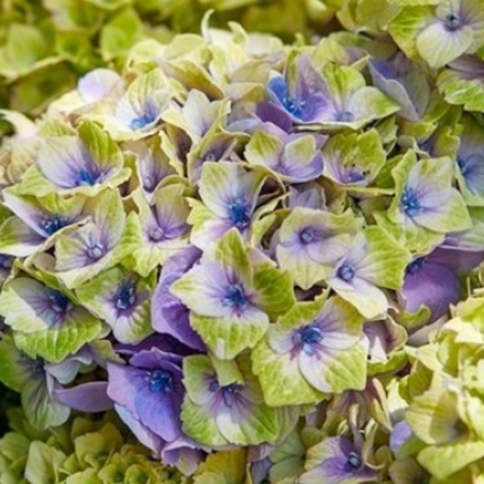 Меджикал «Джевeл Блю» (Magical «Jewer Blue») С5