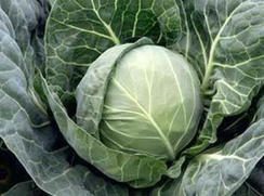 Боликор F1 семена капусты белокочанной (Syngenta / Сингента)