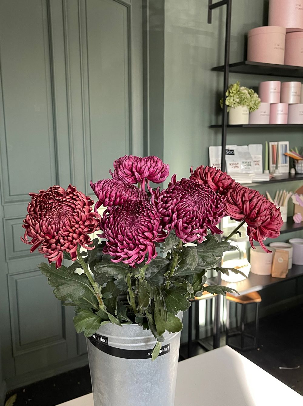 Хризантема одноголовая сливовая от 1 шт