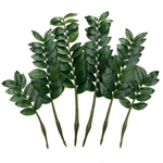 Замиокулькас ветки