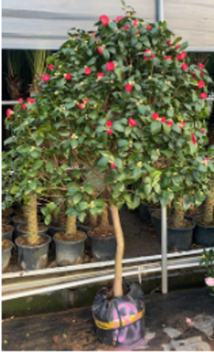 Камелия д. 35