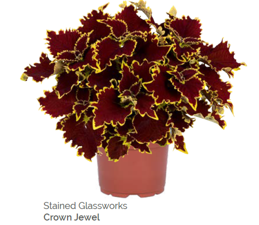 Колеус Stained Glassworks Crown Jewel укорененный черенок ОКС конец ноября