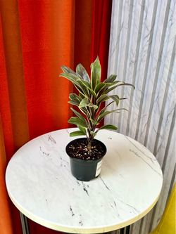 Кордилина, D9см Н30см, 1шт, Urban Jungle (2962)