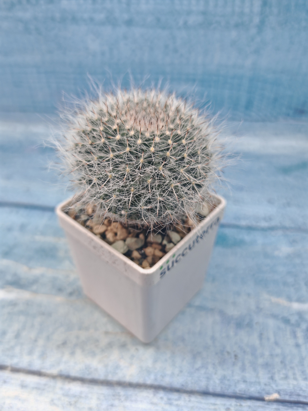 Mammillaria Hahniana (Маммилярия)