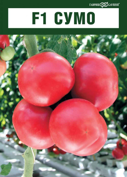 Сумо F1 семена томата индетерминантного (Гавриш) – фото 2