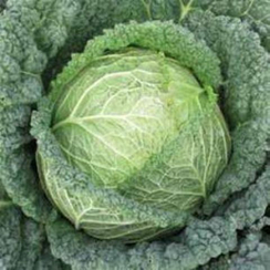 Серпантин F1 семена капусты савойской (Hazera / Хазера)