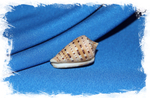 Conus genuanus