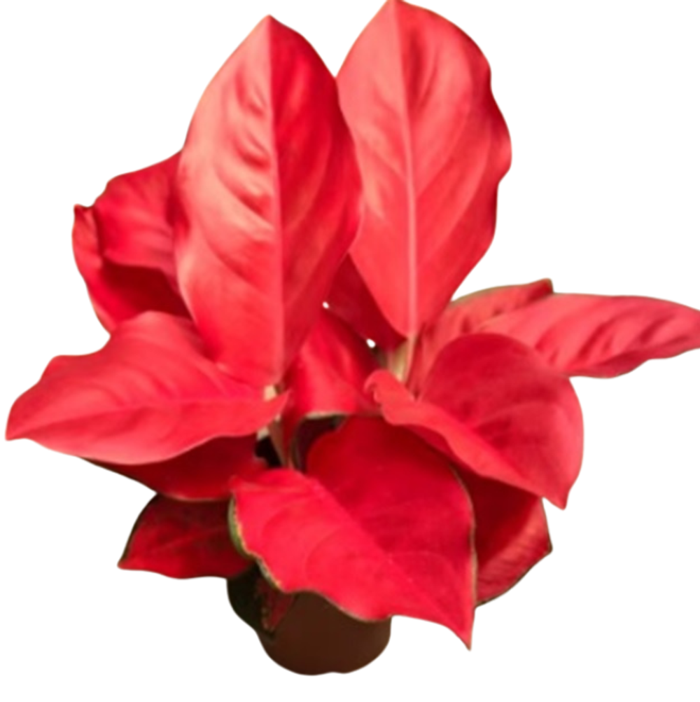 Аглаонема Ред Корал