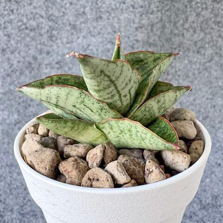 Сансевиерия MARIHANNA