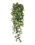 Английский плющ Новый