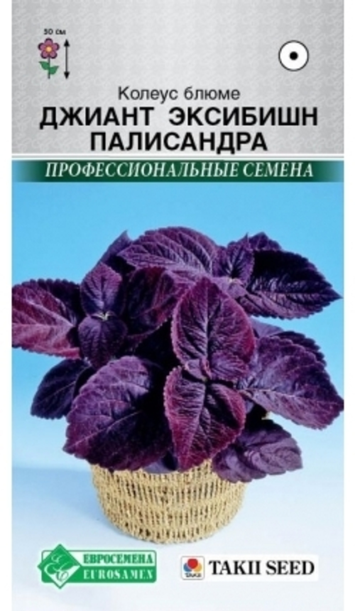 Колеус Джиант Эксибишн Палисандра