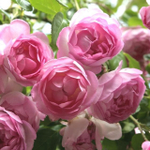 Роза плетистая Жасмина С6