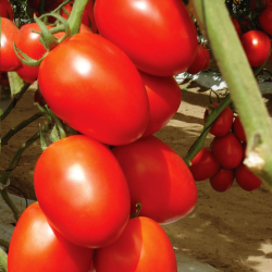 Томат Равена F1 7шт ВитаГрин ЭКСТРА