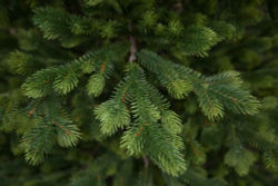 Ель Городская 100% литая 155см зеленая Black Box