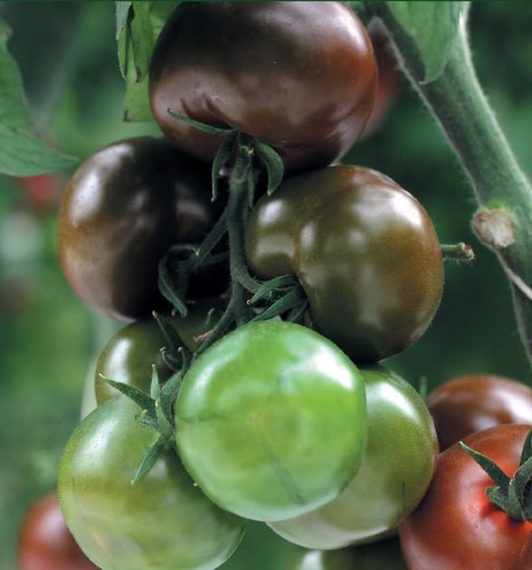 Наоми F1 семена томата индетерминантного (Гавриш) – фото 2