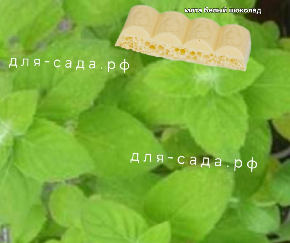 Мята белый шоколад 🍫