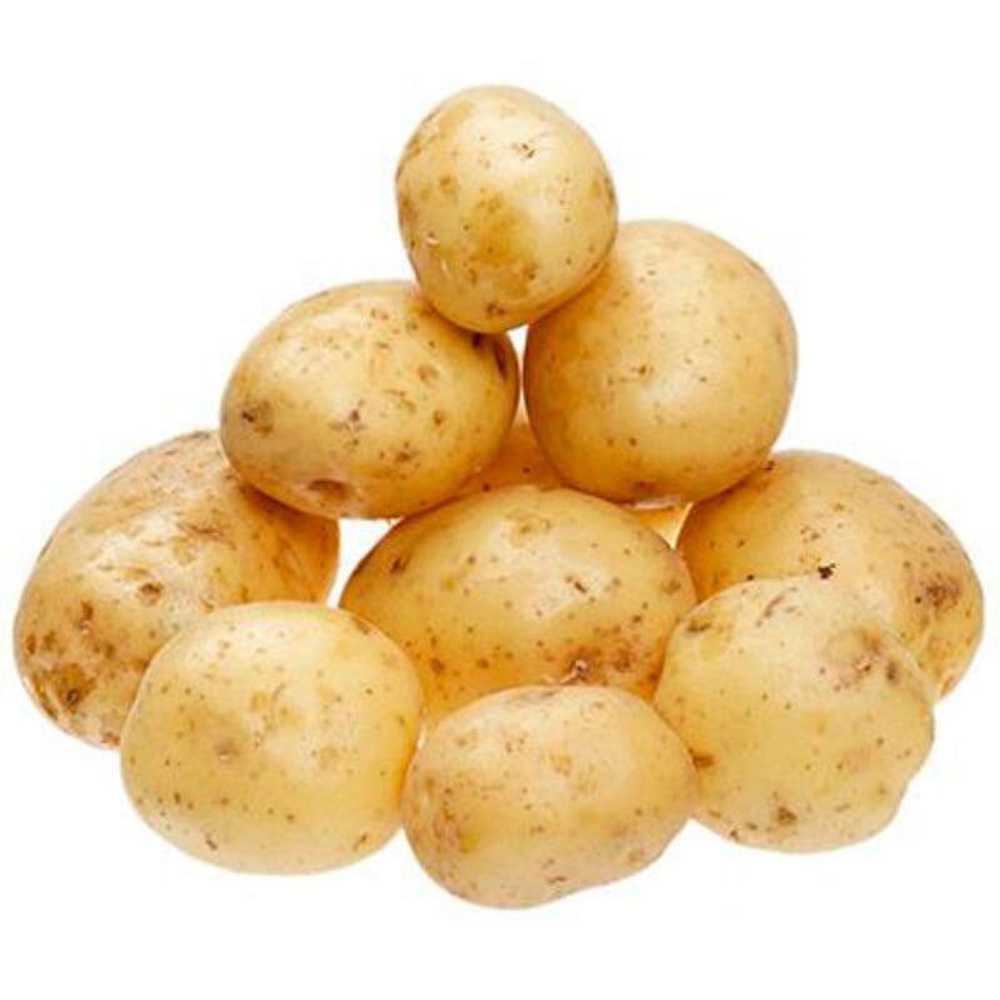 141559
