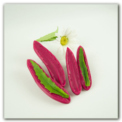 вайнеры каттеры ромашки садовой