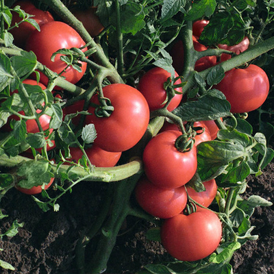 Султан F1 семена томата детерминантного (Bejo / Бейо)