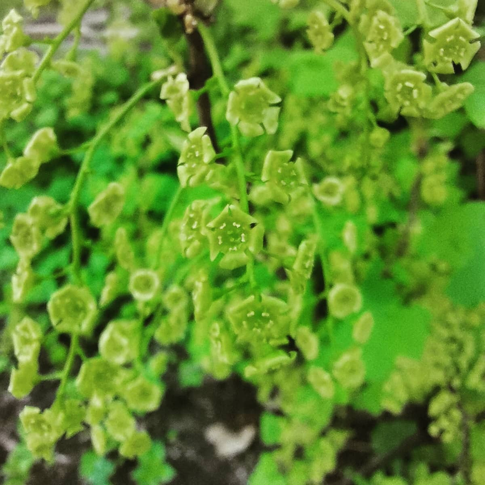 Грифон