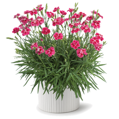 3714 Гвоздика перистая DELILAH BICOLOR MAGENTA (ВЕСНА 2025)