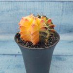 Gymnocalycium Variegata (Гимнокалициум Вариегатный)