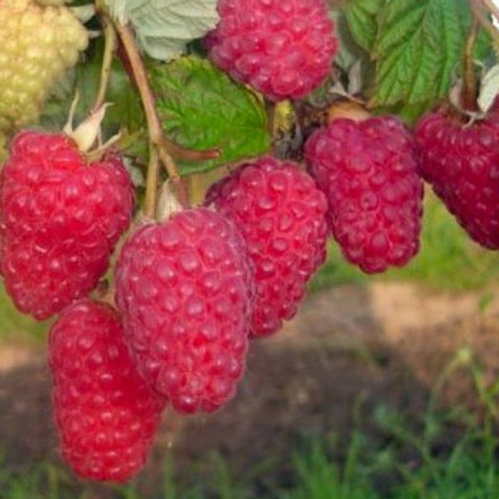 Малина Патриция