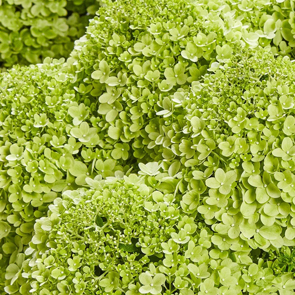 Гортензия метельчатая Пансана ( Hydrangea paniculata Pansana )