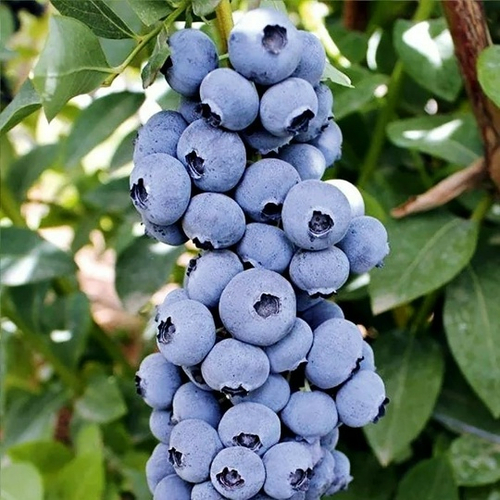 Голубика Титаниум