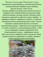 Полынь Стеллера серебристая многолетняя
