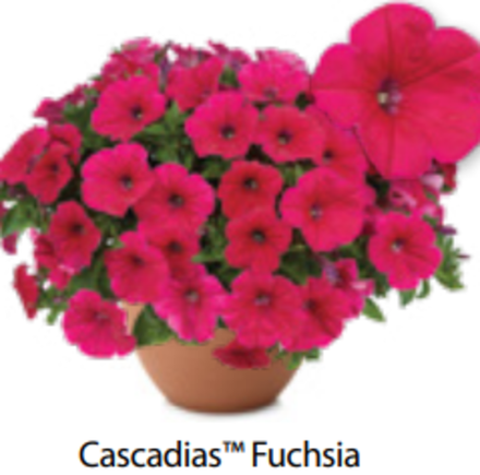 ЕВРО Петуния Cascadias Fuchsia ОКС укорененные черенки В наличии