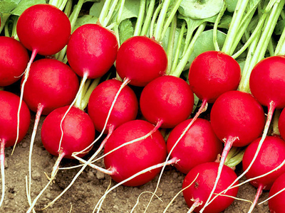 Редис Селеста F1